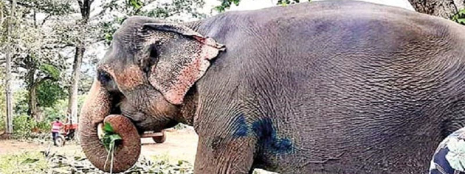 Seetha the tusker begins Ayurvedic treatment